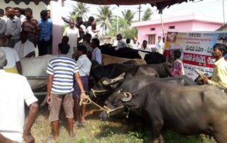 Veterinary Camps were Conducted at Bejjanki, Gundavaram and Siddipet