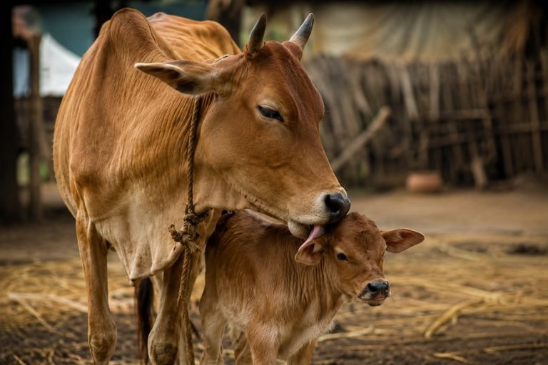 cow cleaning newborn calf